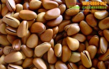 大量批發堅果炒貨特級東北野生松子、開口松子原味松子(大顆粒)_松子_干果炒貨_產品庫_口口可休閑食品網_中國休閑食品貿易網站_中國休閑食品供應商首選電子商務網站